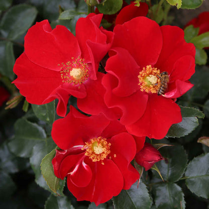 Rose Alexander von Humboldt