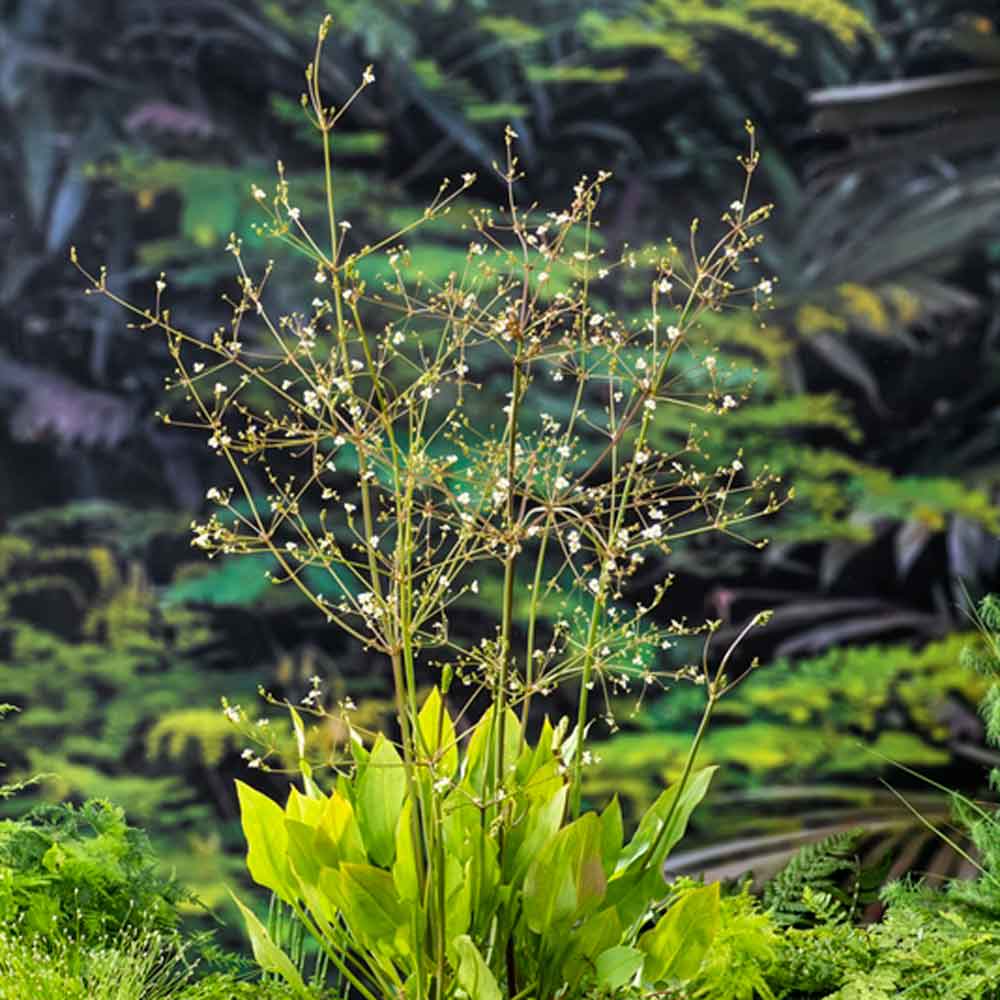 Alisma plantago-aquatica P9