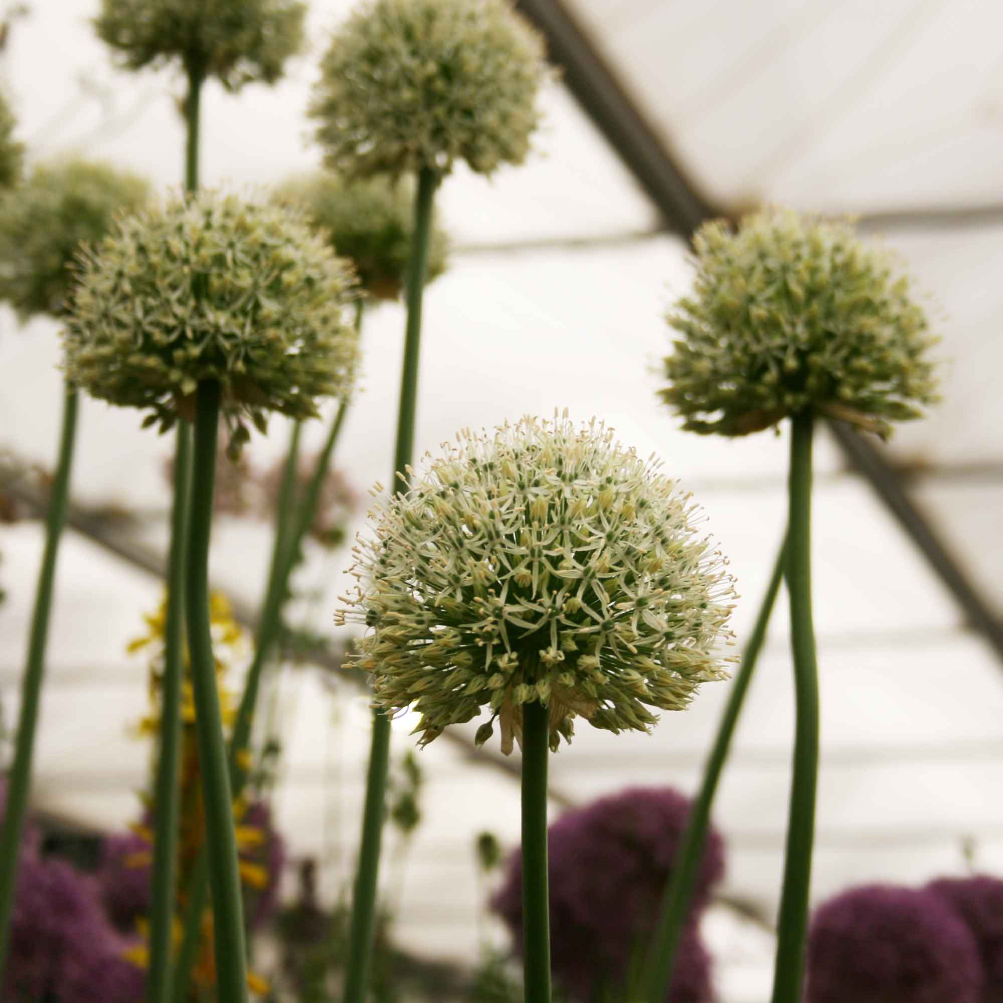 Allium stipitatum 'Mount Everest' 2L