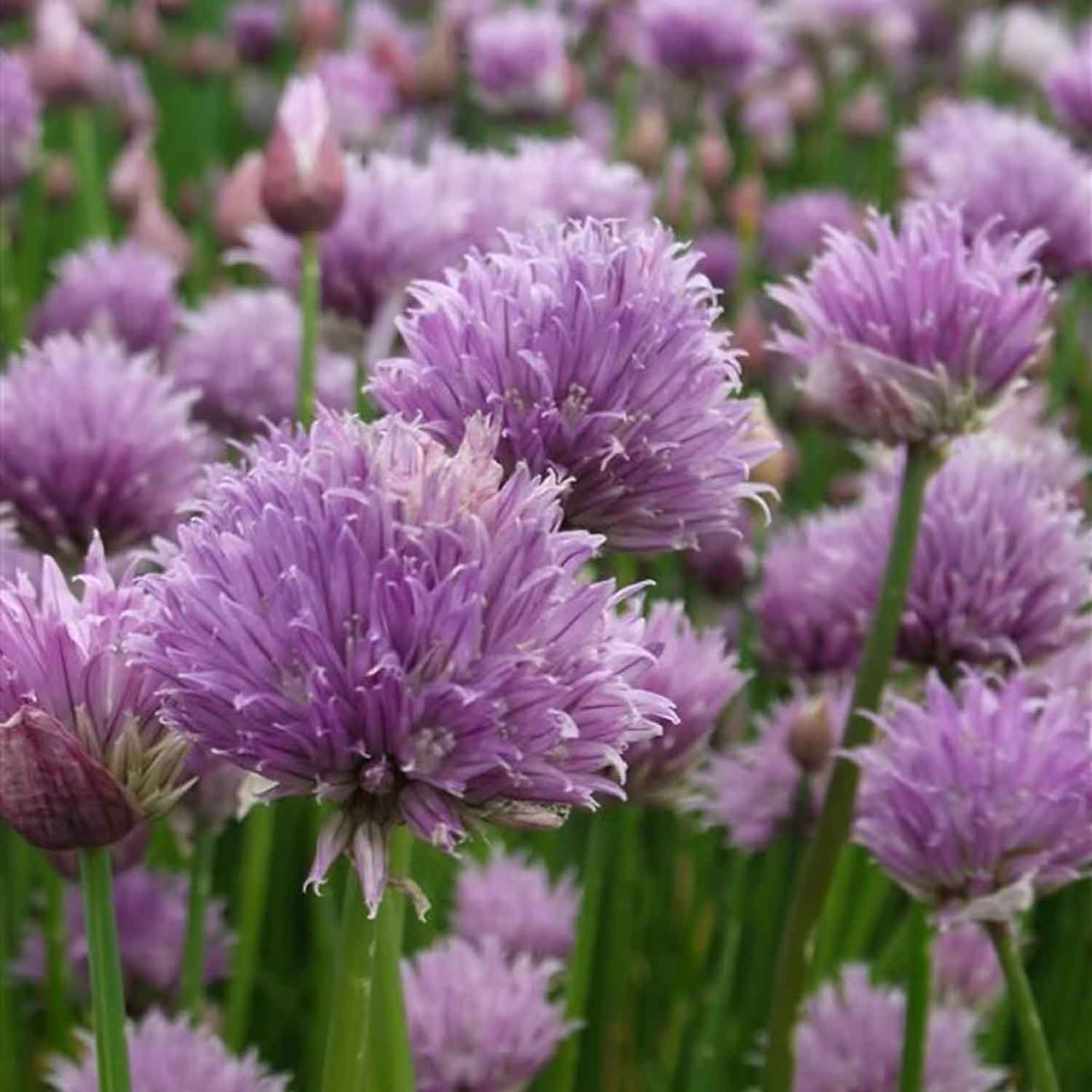 Allium schoenoprasum P9