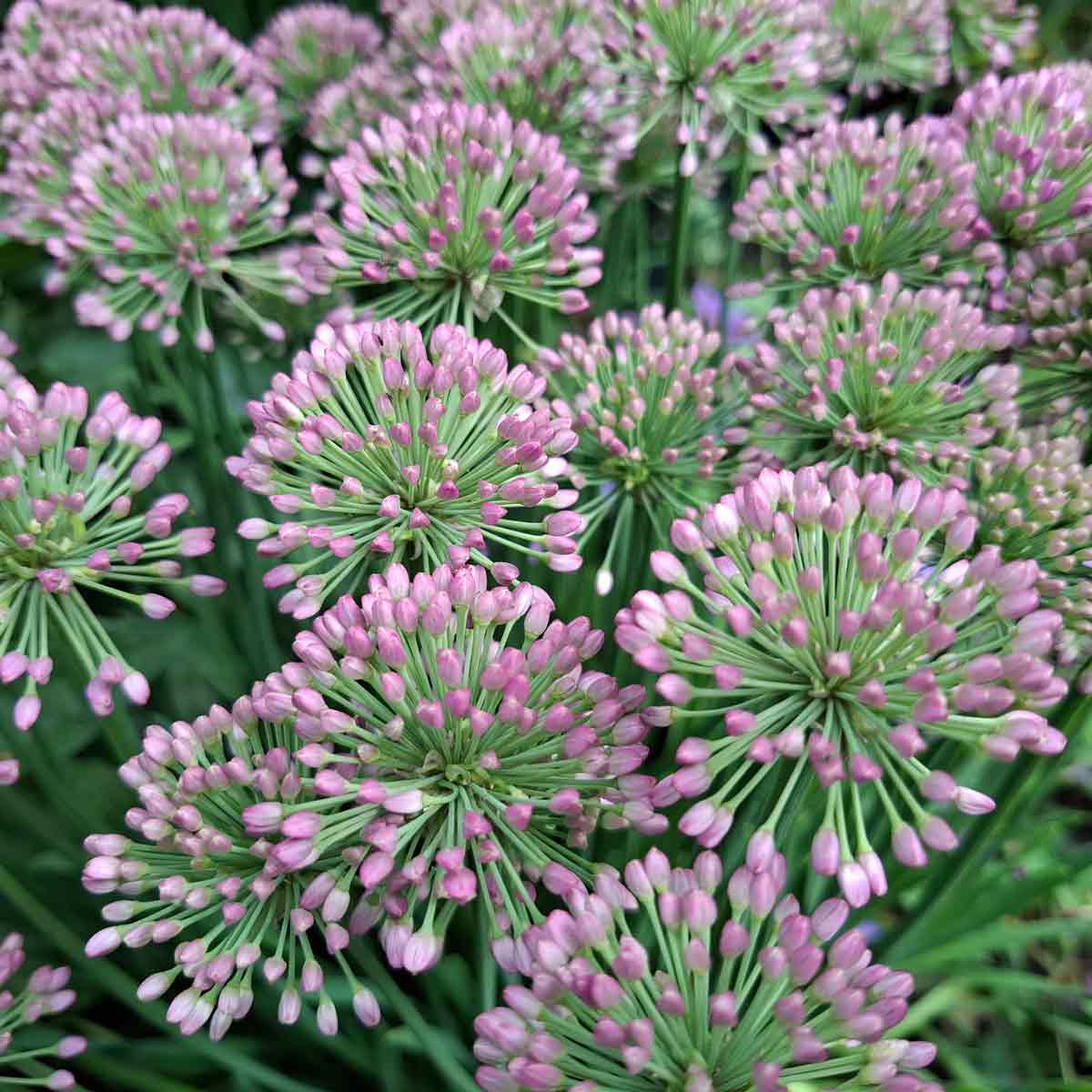 Allium 'Serendipity' C3