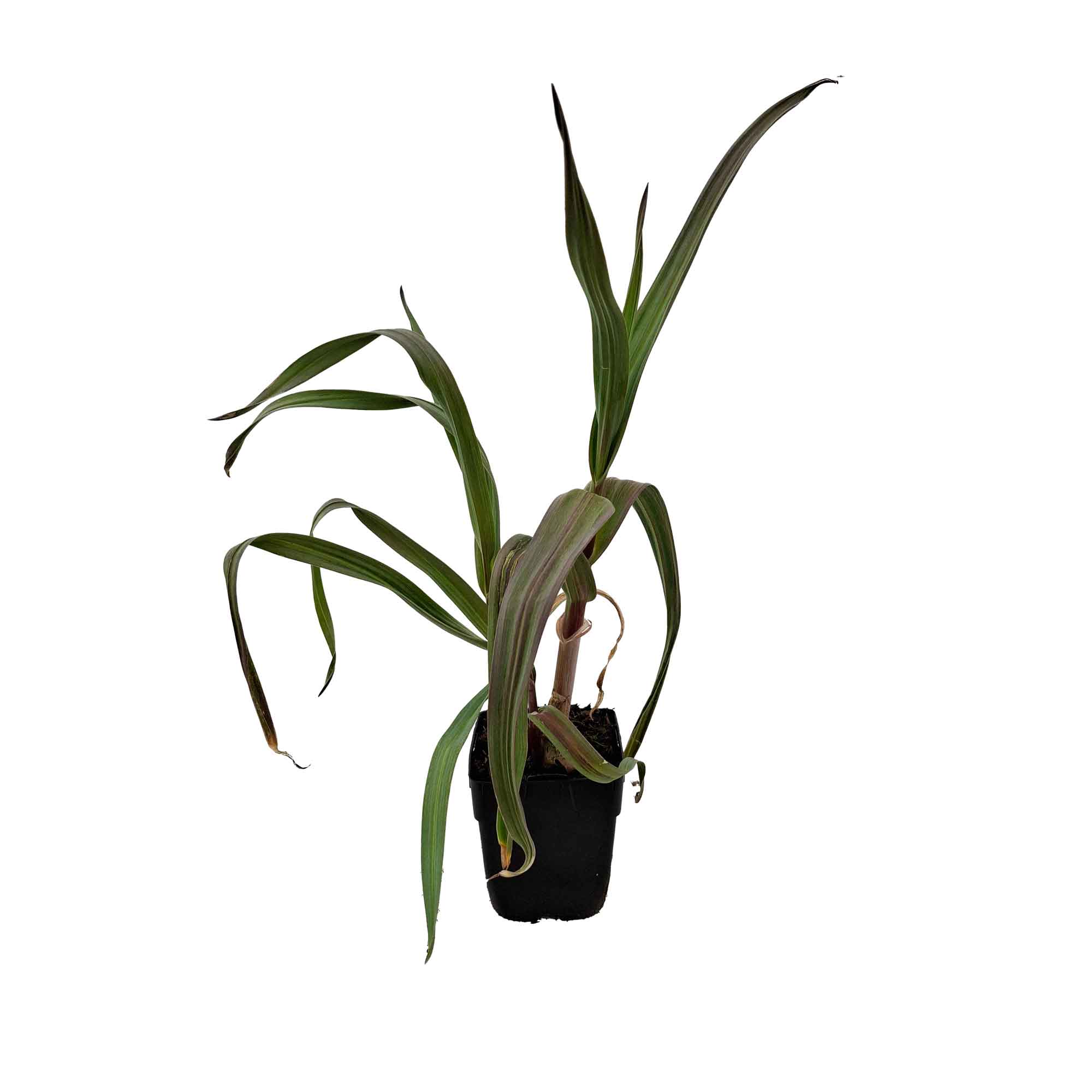 Allium 'Summer Drummer' P9