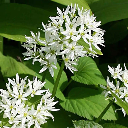 Allium ursinum P9