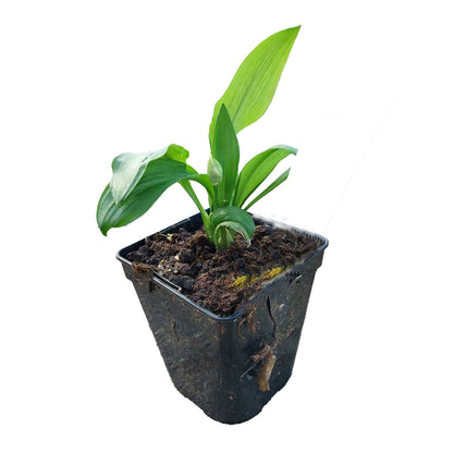 Allium ursinum P9