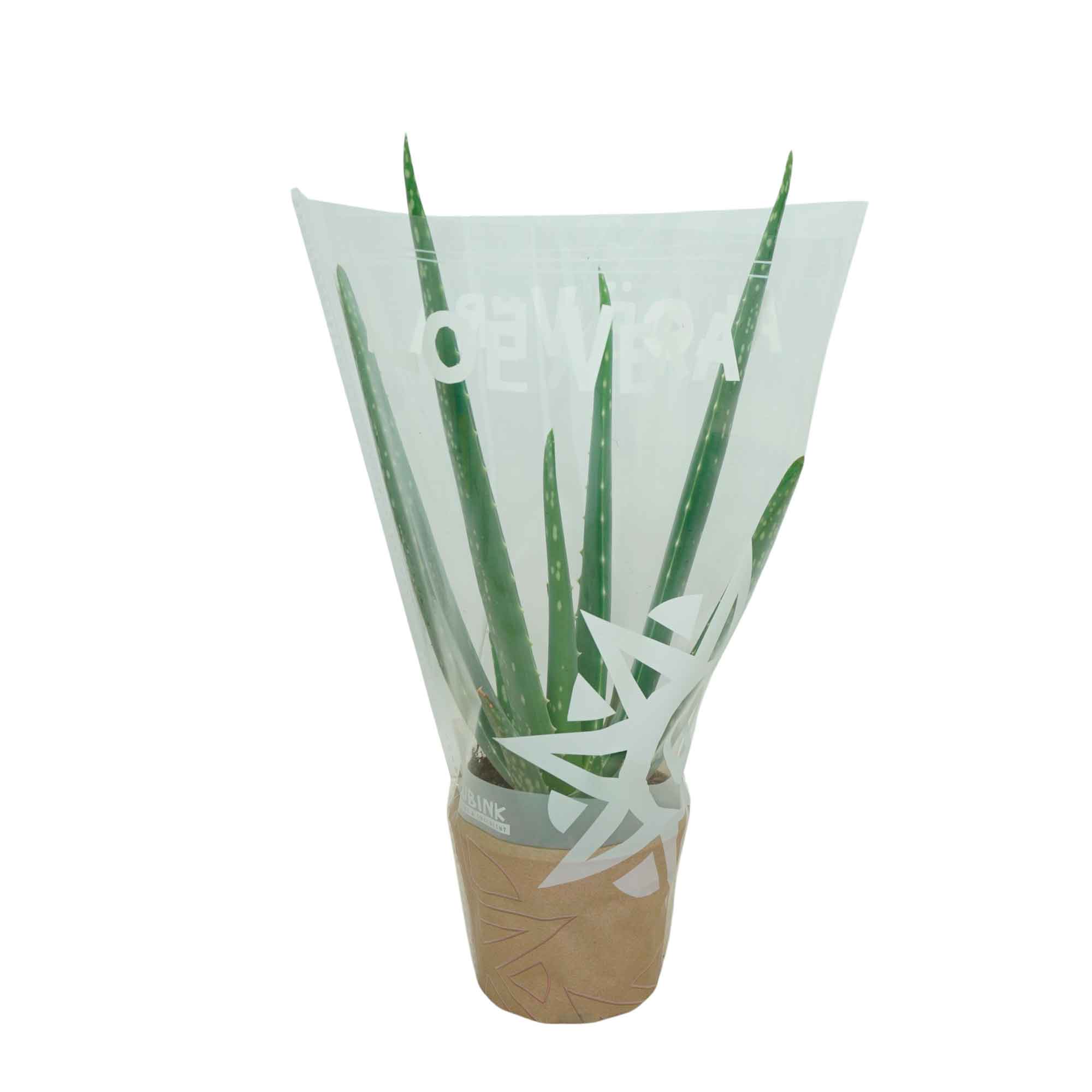 Aloe vera 10,5cm