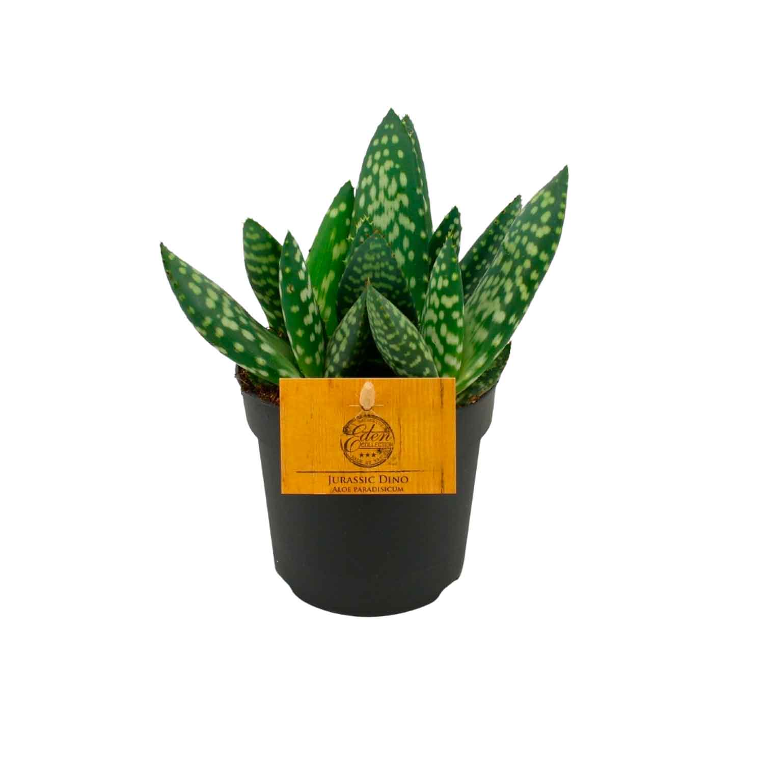 Aloe 'Paradisicum' 10,5 cm