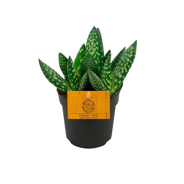Aloe vera 'Paradisicum' 10.5cm