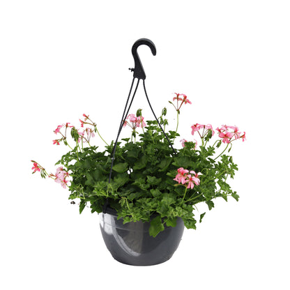 Sommerblomst ampel D25