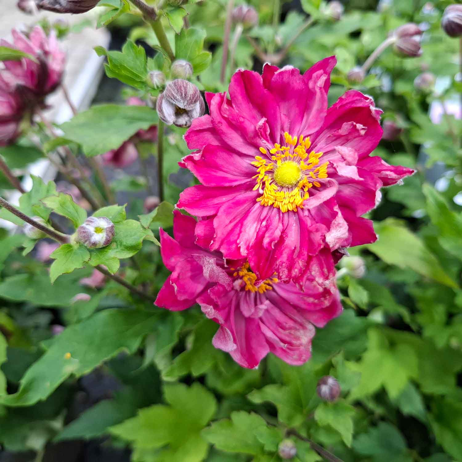 ANEMONE FALL IN LOVE™ 'SWEETLY' C3
