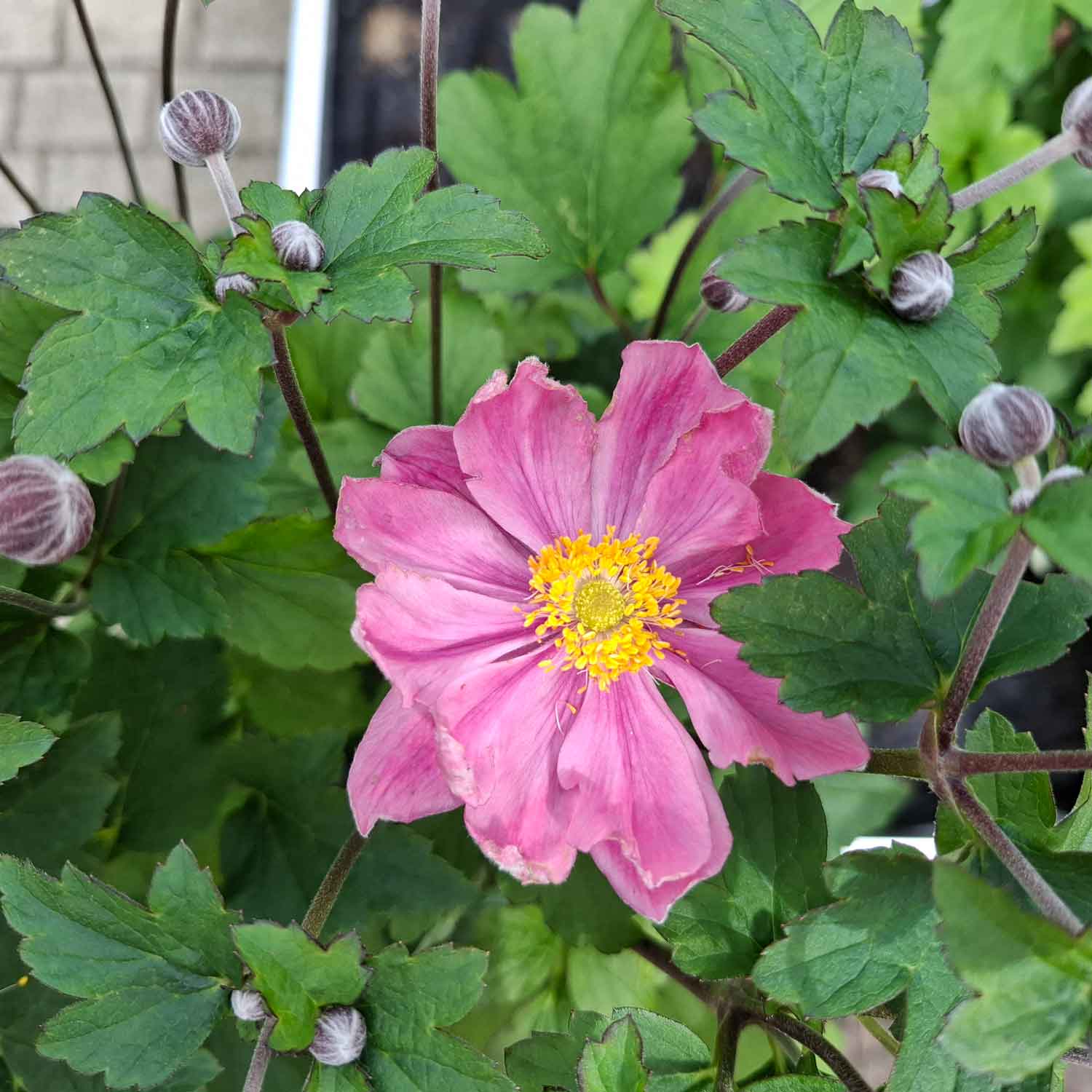 Anemone 'Serenade' 13cm