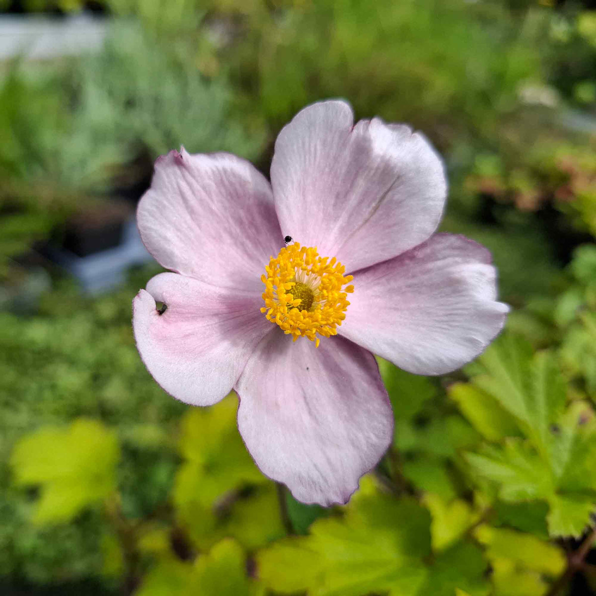 Anemone hyb. 'Pamina' P9