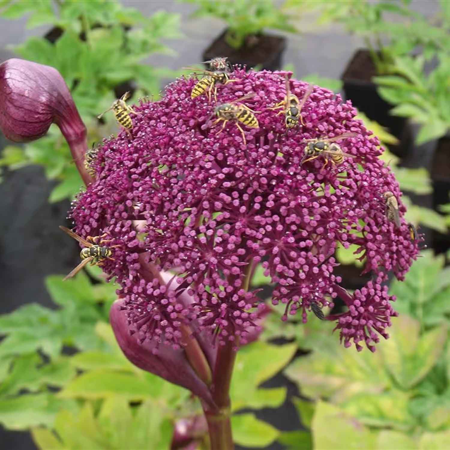 Angelica gigas P9