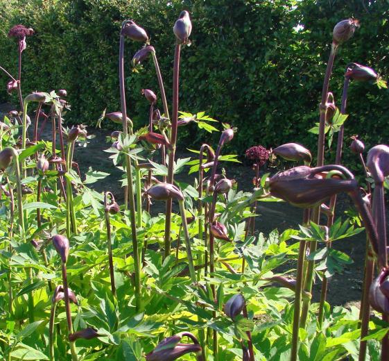 Angelica gigas 2L
