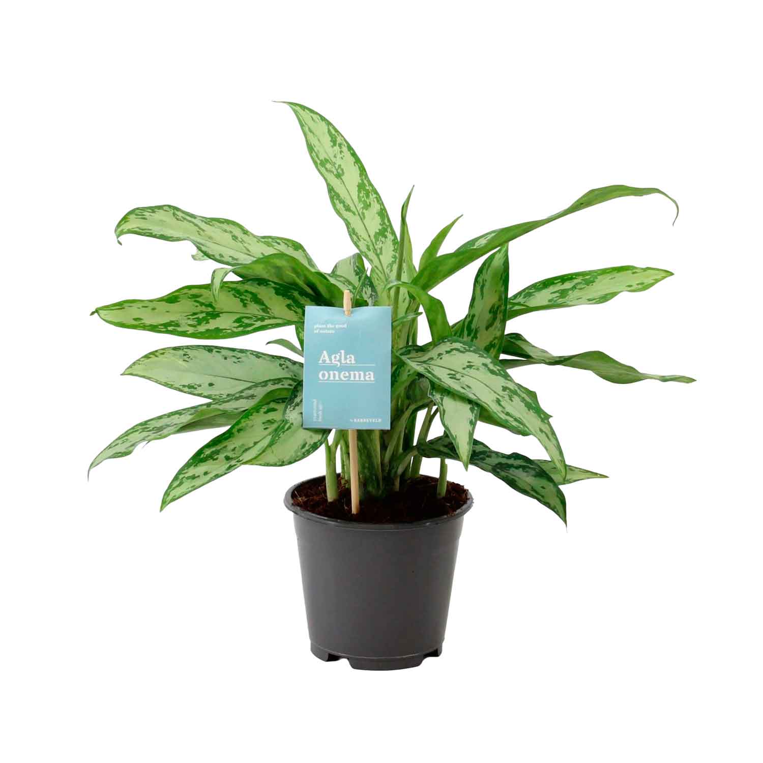 Aglaonema comm. 'Silver Queen' 14cm