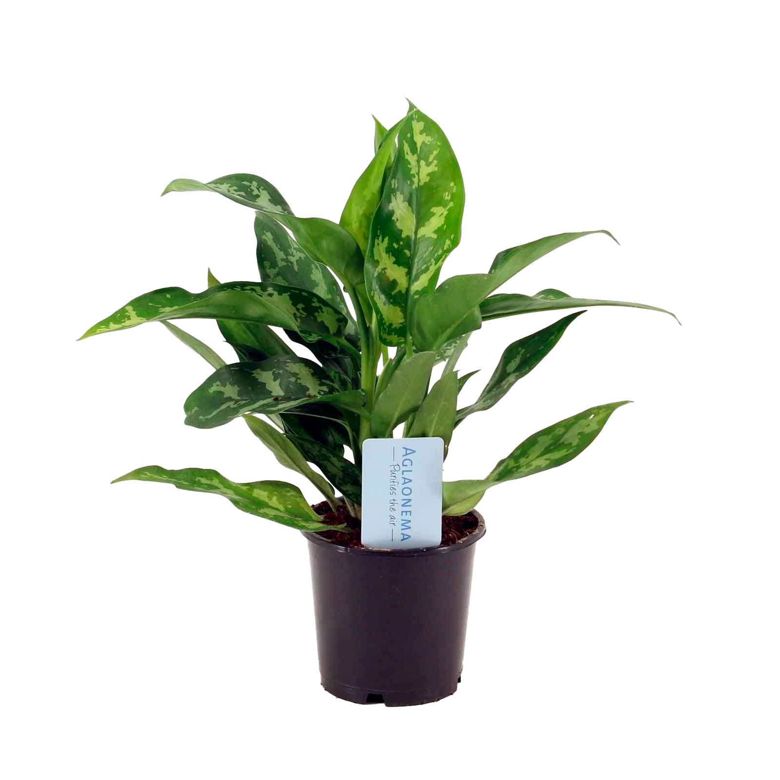 Aglaonema 'Maria' 11cm