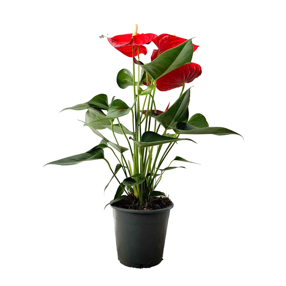 Anthurium (Andreanum) Esudo 12cm