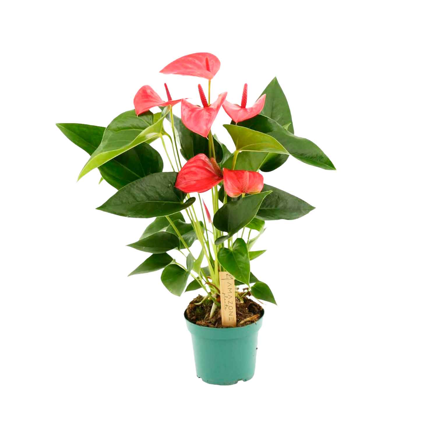 Anthurium (Andreanum) Melito 12cm