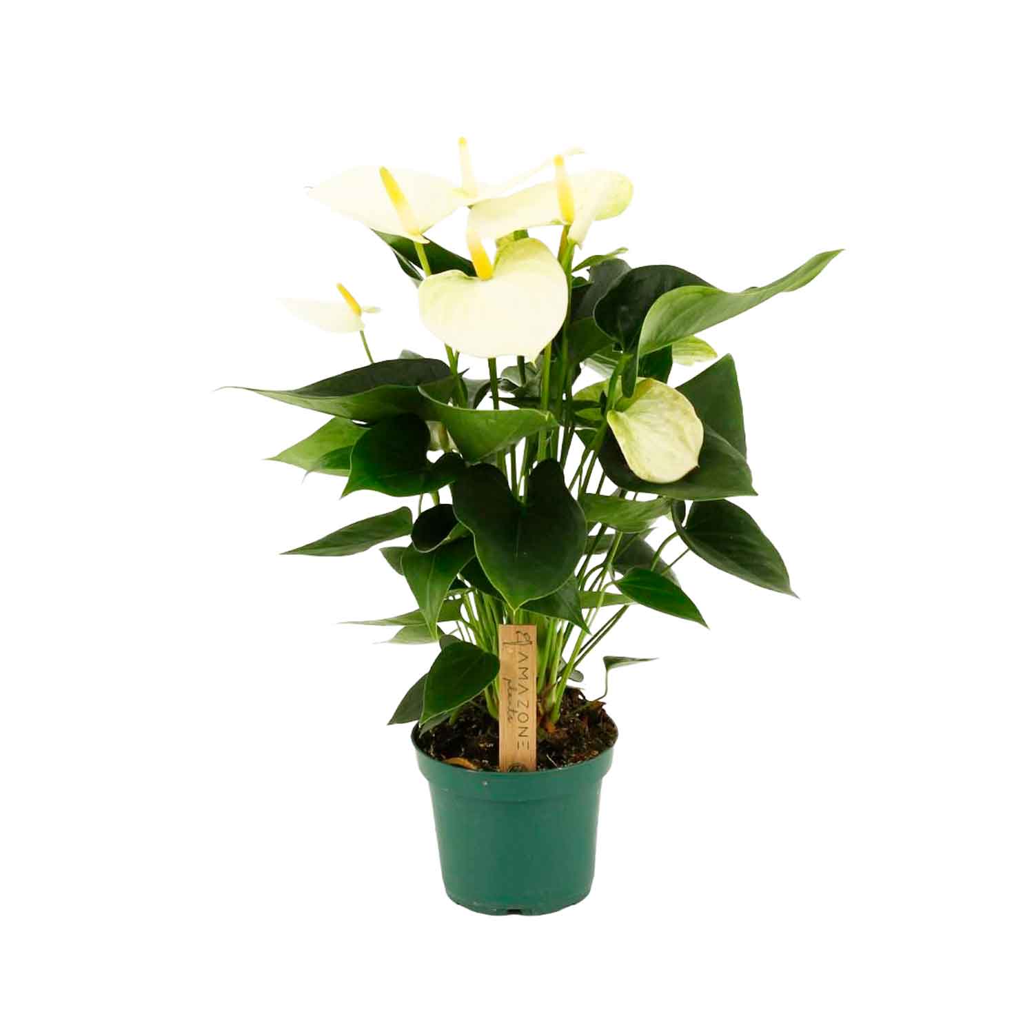 Anthurium (Andreanum) Samora 12cm