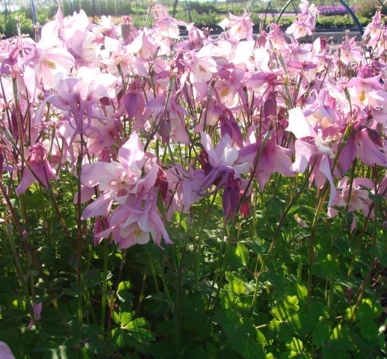 Aquilegia c. 'Spring Magic Rose White' 11C