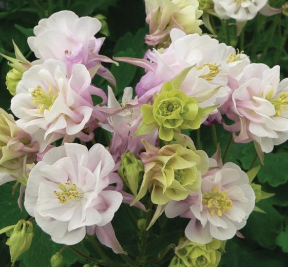 Aquilegia vulg. 'WinkyDbl. Rose & White' 11C