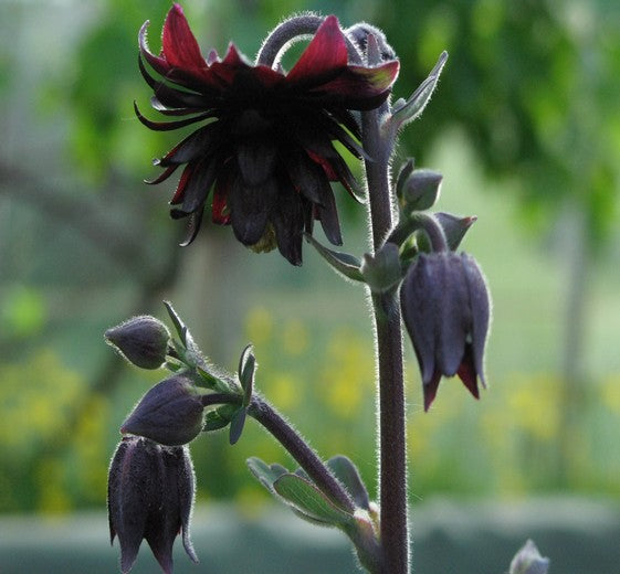 Aquilegia vulgaris 'Black Barlow' 11C