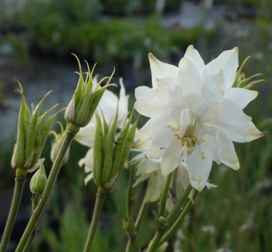 Aquilegia vulgaris 'Green Apples' 11C