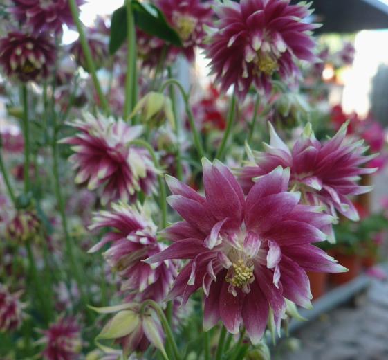 Aquilegia vulgaris 'Nora Barlow' 11C