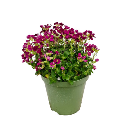 ARABIS CAUCASICA BUSH D14