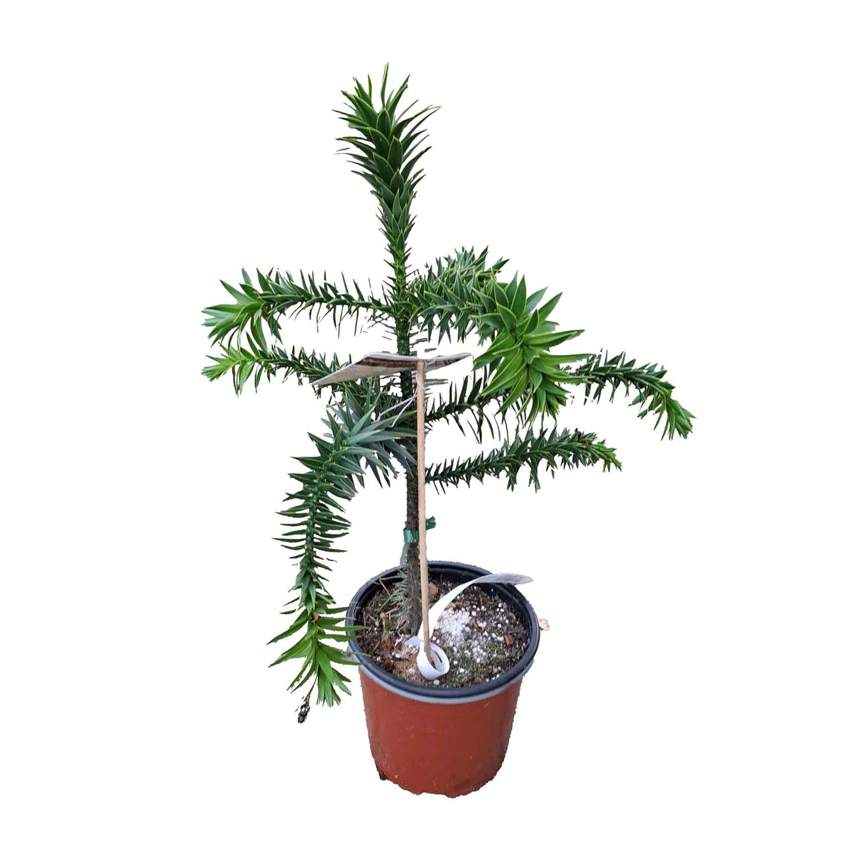 Araucaria araucana 3L