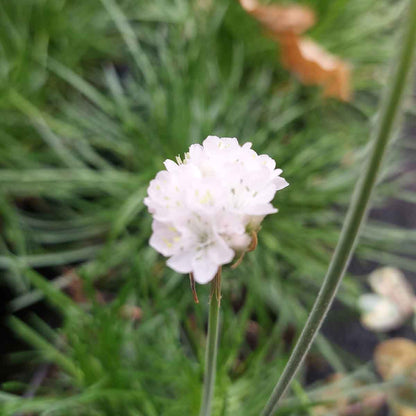 Armeria m. 'Alba' P9