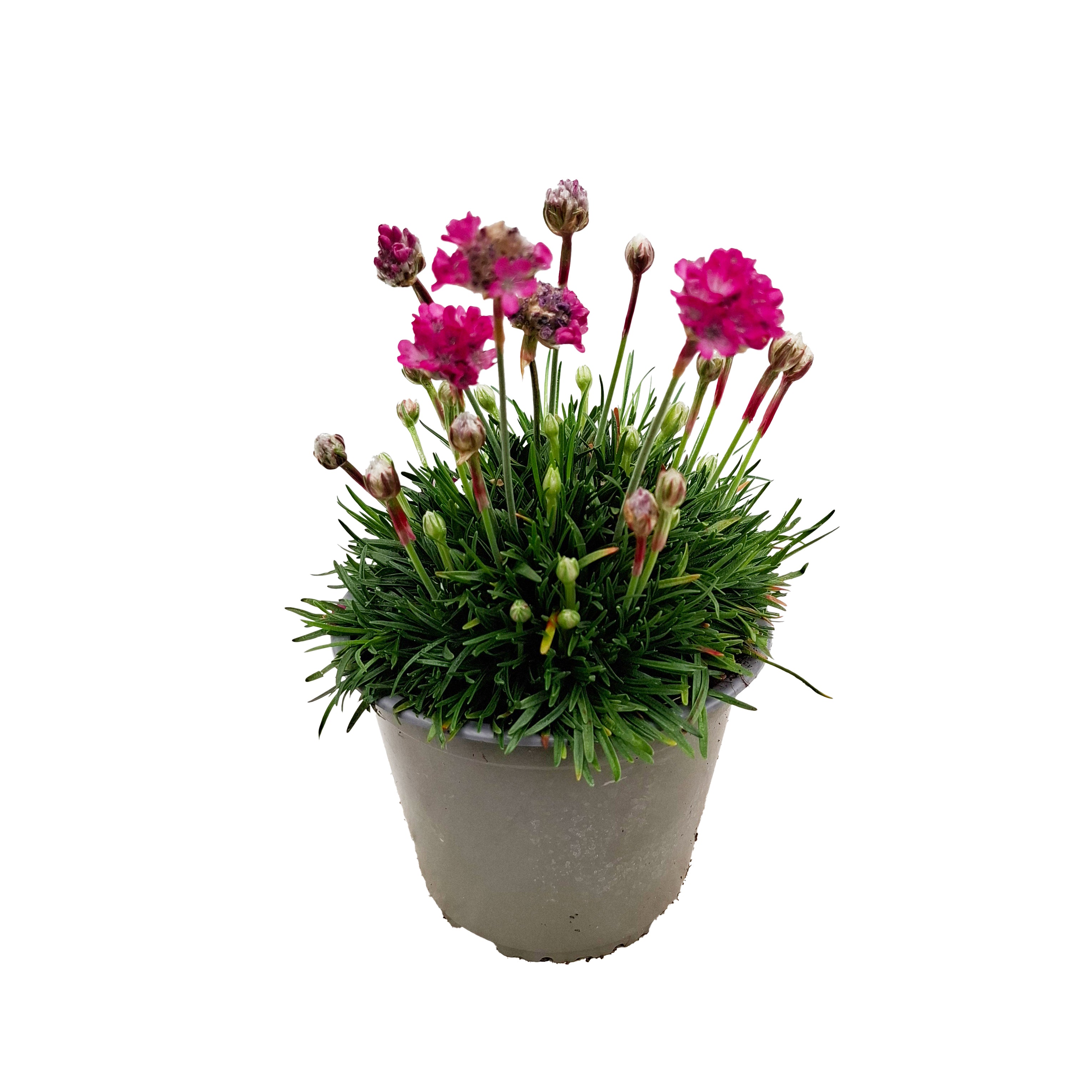 ARMERIA MARITTIMA D14