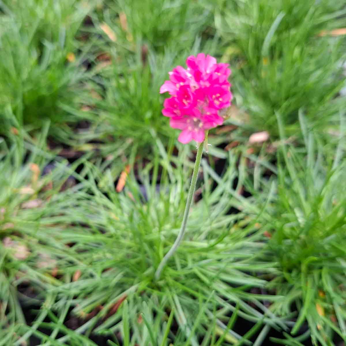 Armeria m. 'Splendens' P9