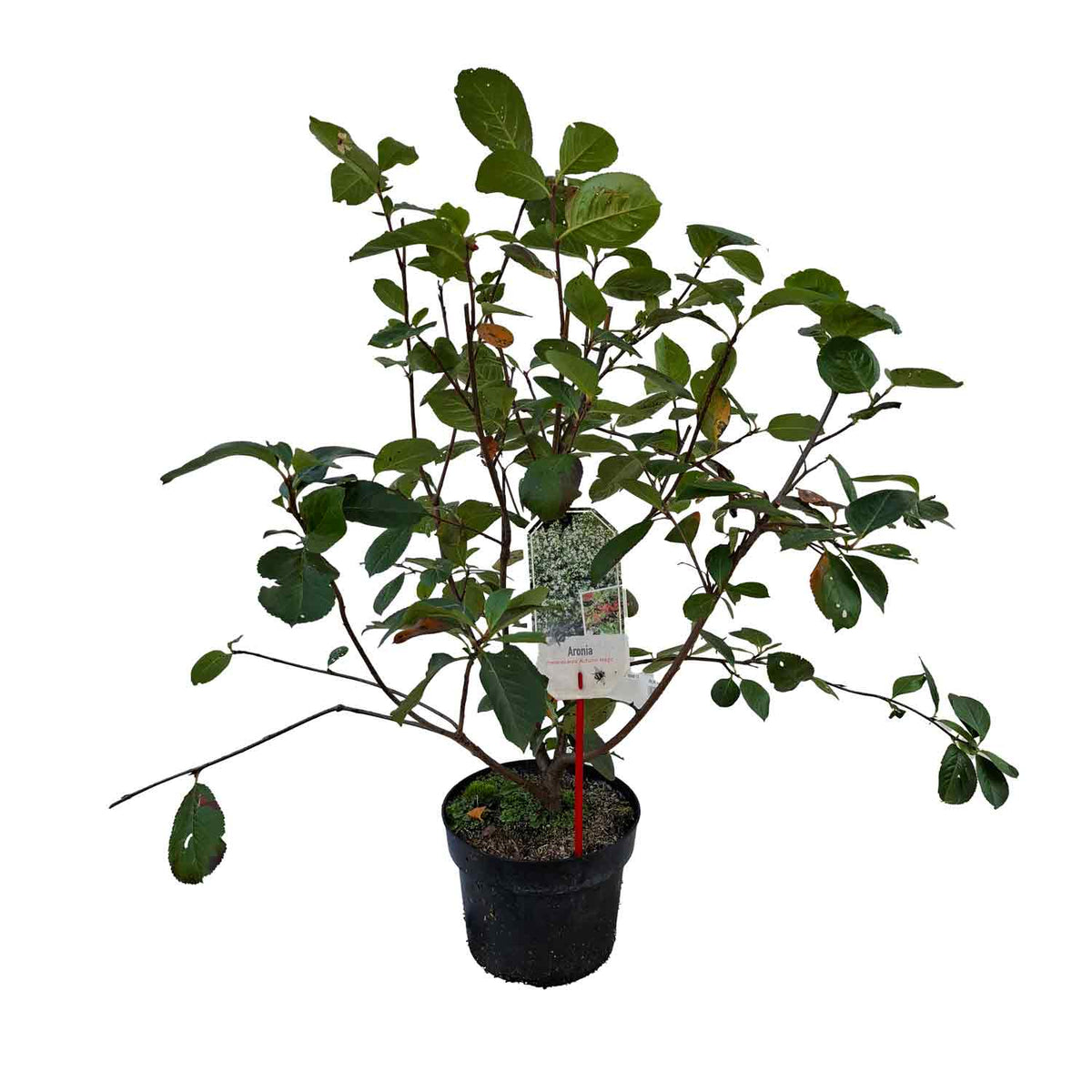 Aronia melanocarpa 'Autumn Magic' 30/40 C3