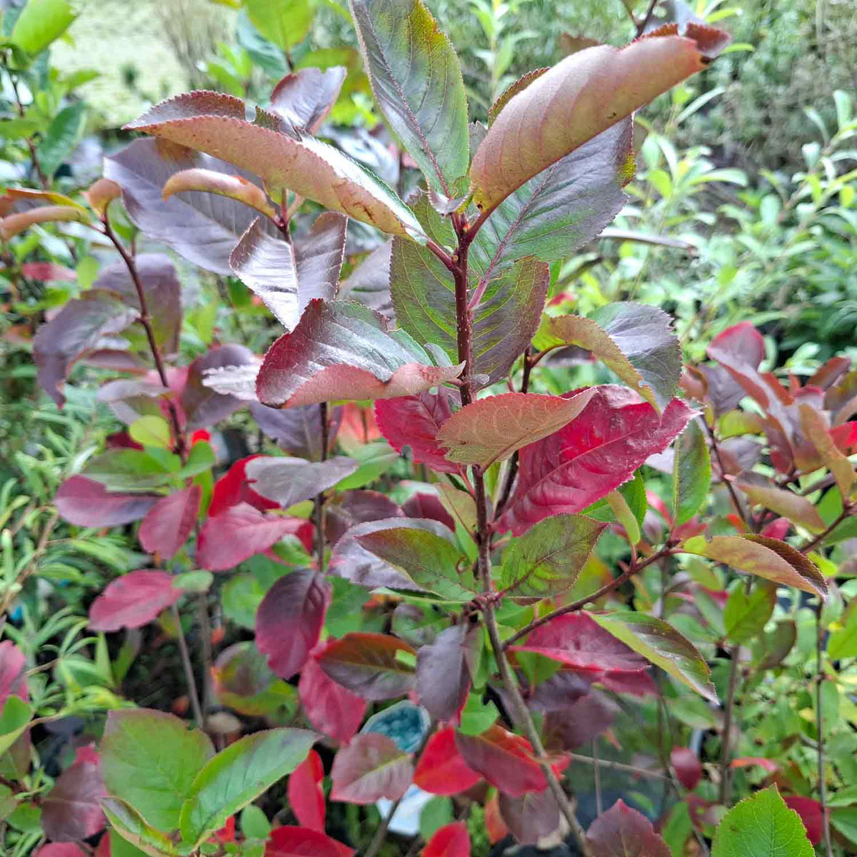 Aronia prunifolia 'Nero' 40/50 C.5