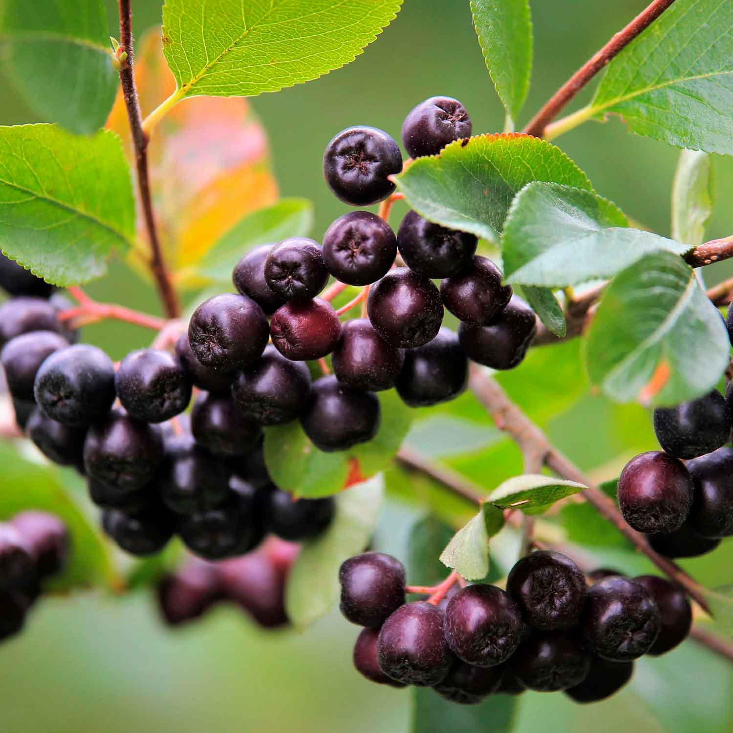 Aronia melanocarpa 'Viking' C2 30-40