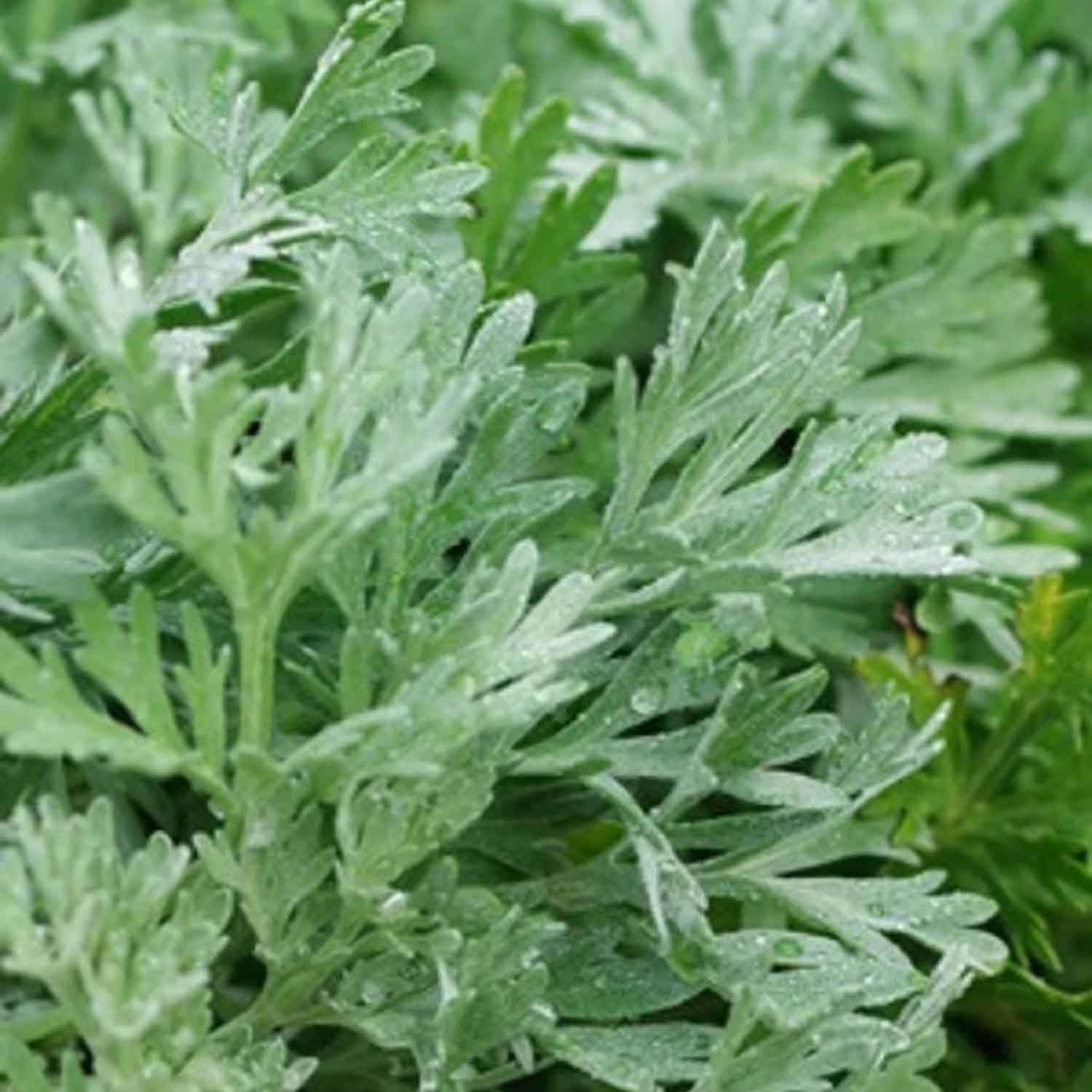 Artemisia absinthium P9