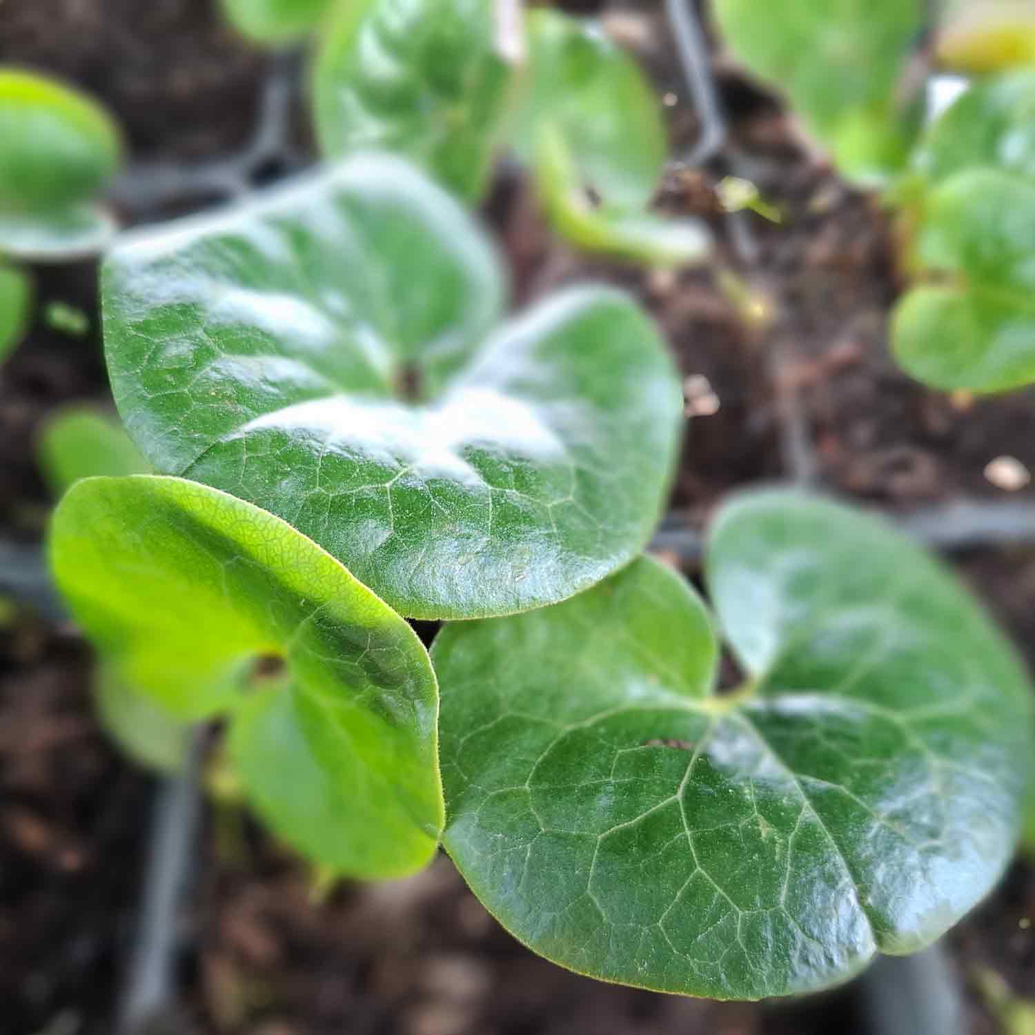 Asarum europaeum P9
