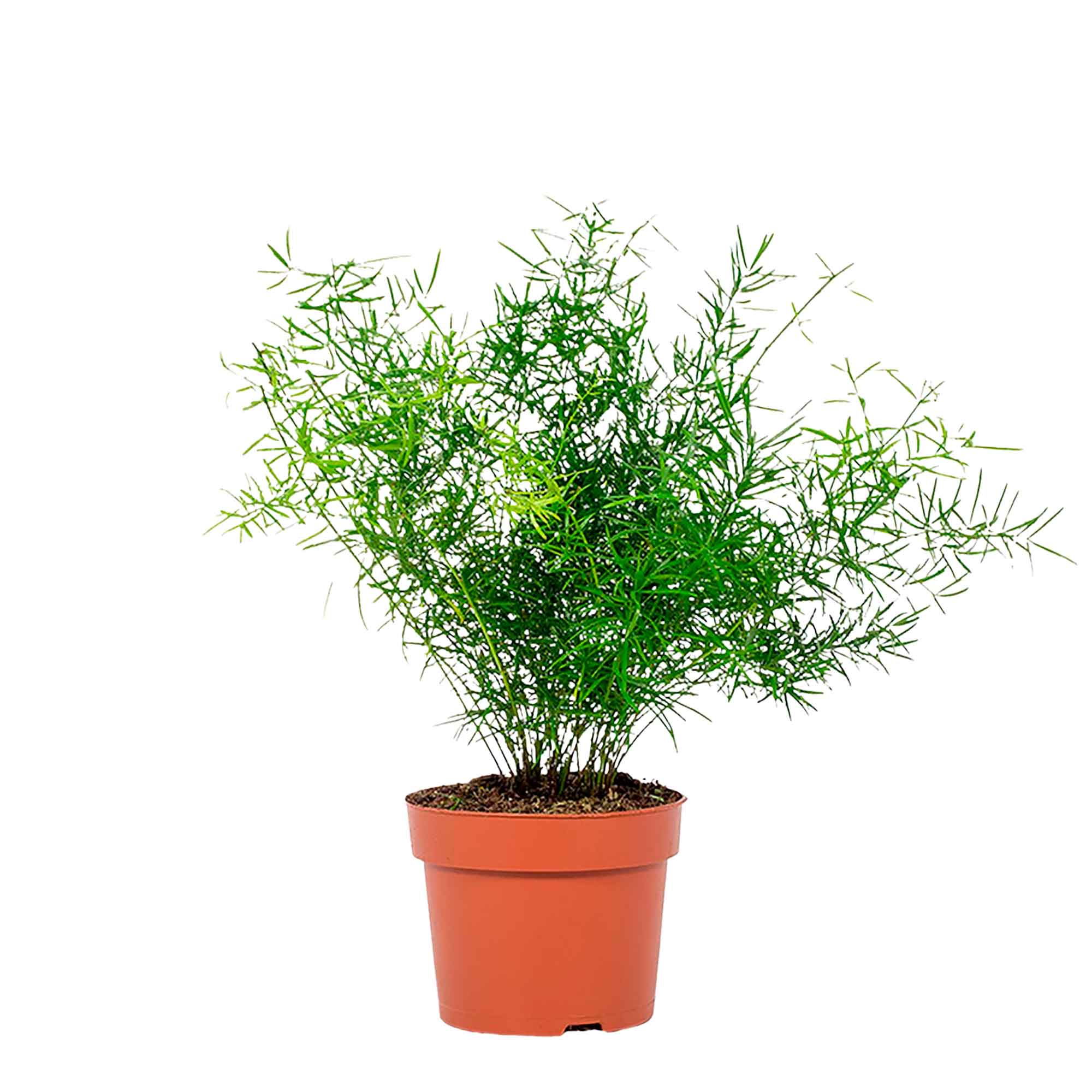 Asparagus densiflorus 'Sprengeri' 12cm