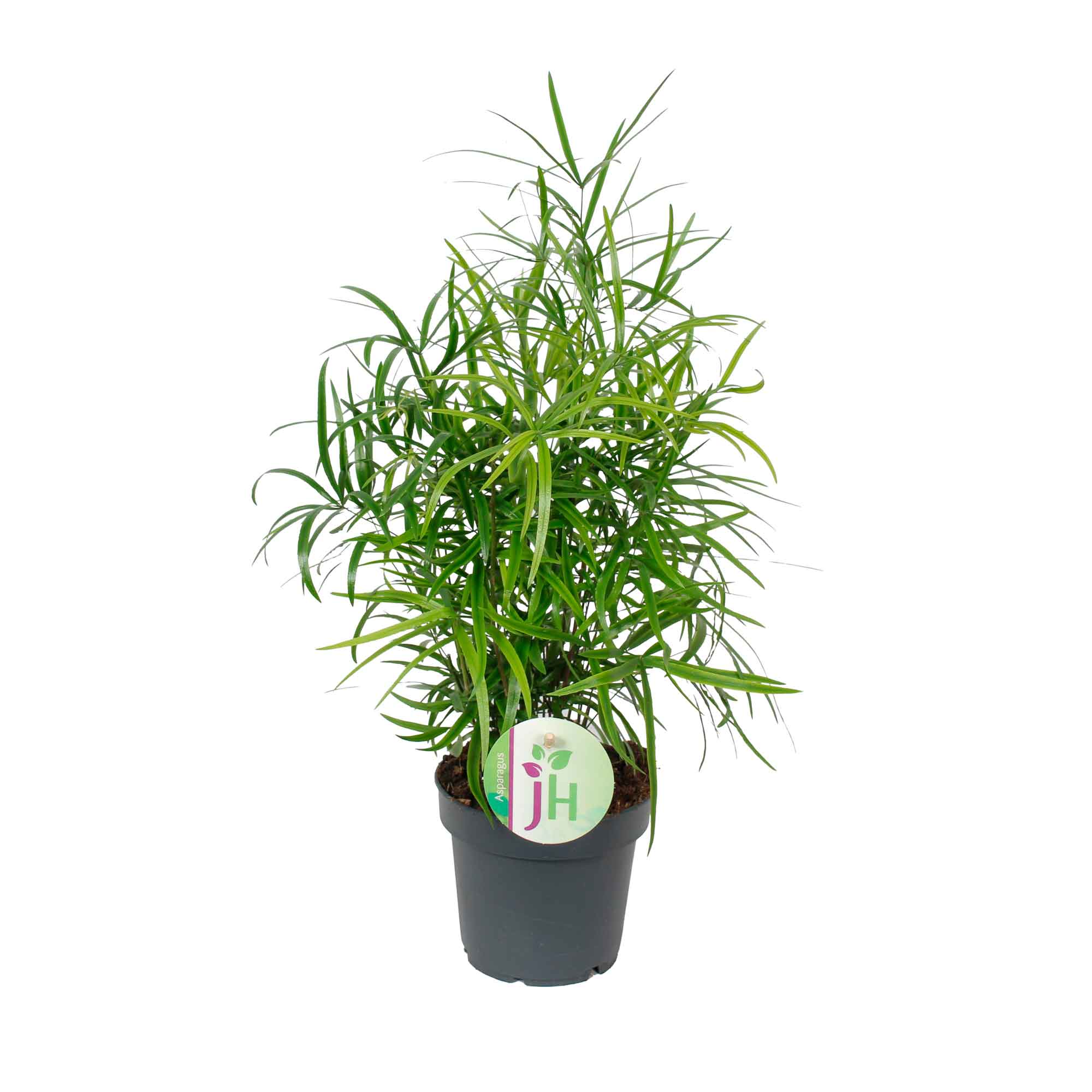 Asparagus falcatus 12cm