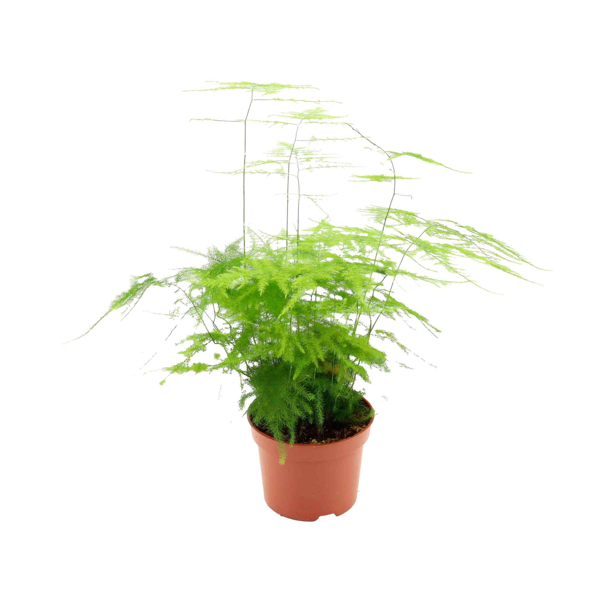 Asparagus setaceus Plumosus 12cm