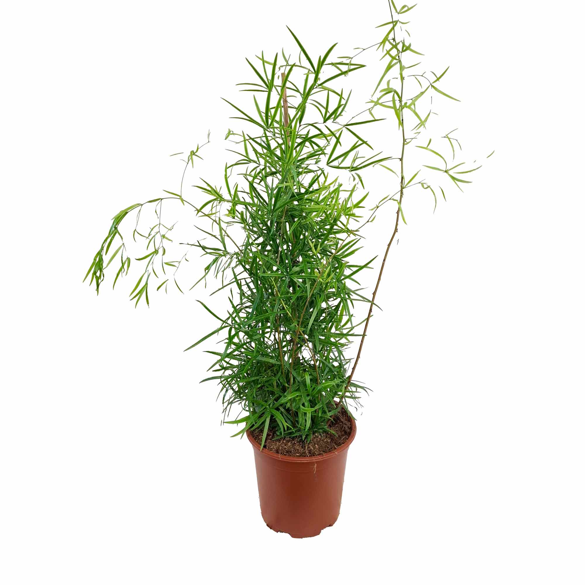 Asparagus falcatus 19cm