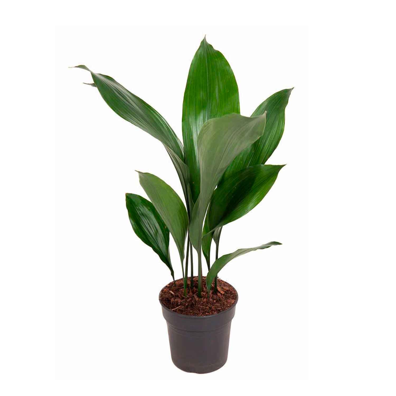 Aspidistra elatior 15cm