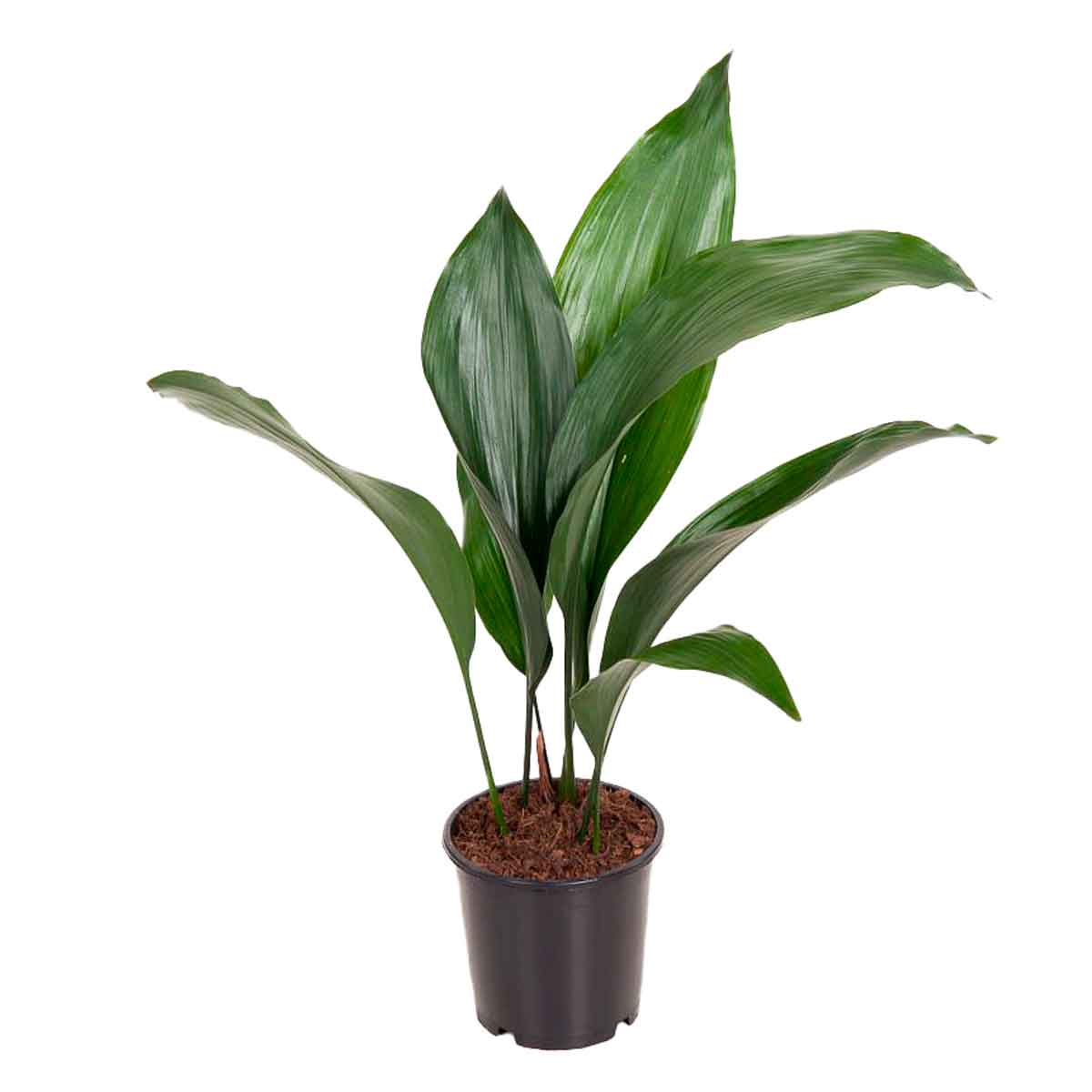 Aspidistra elatior 13cm