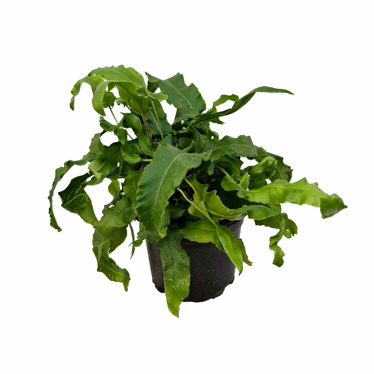 Asplenium scolopendrium 2L