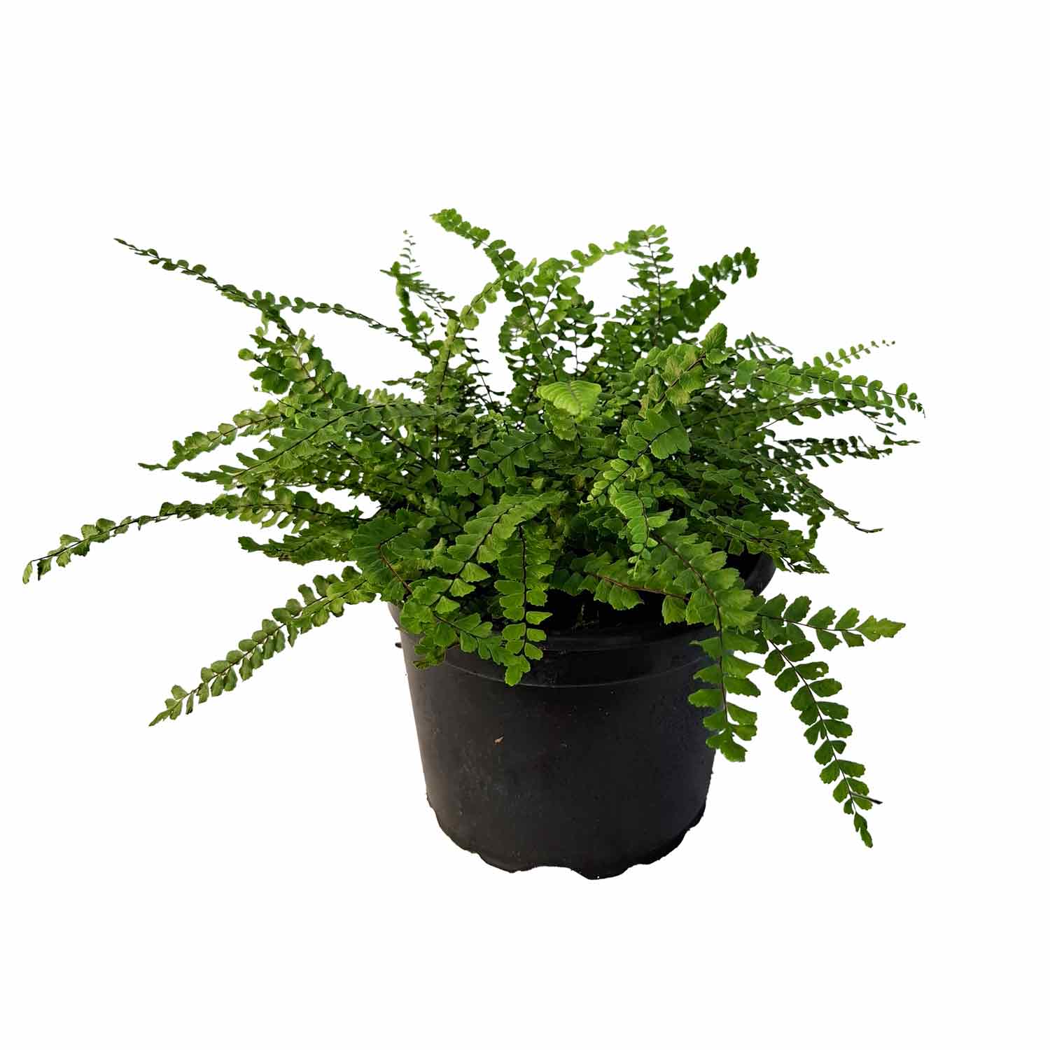 Asplenium trichomanes 2L