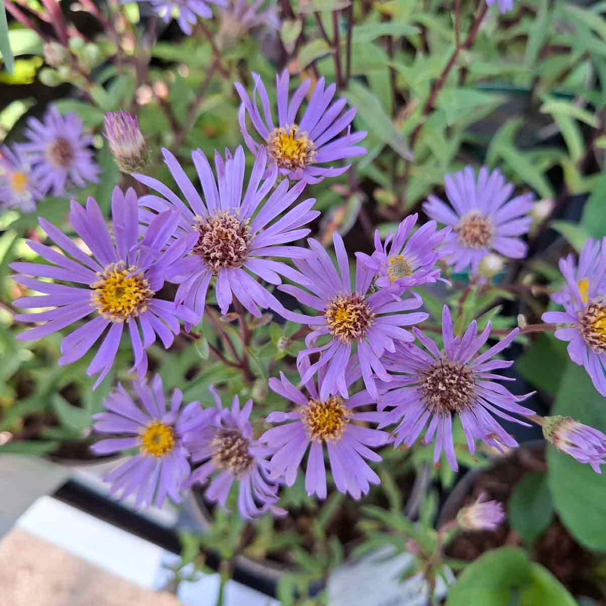 Aster radula 'August Sky' 1L