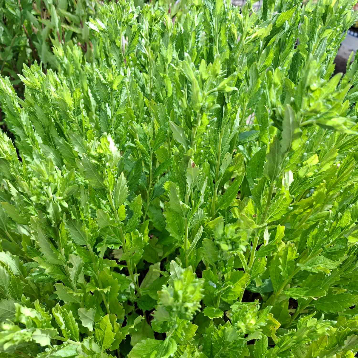 Aster ageratoides 'Ashvi' P9