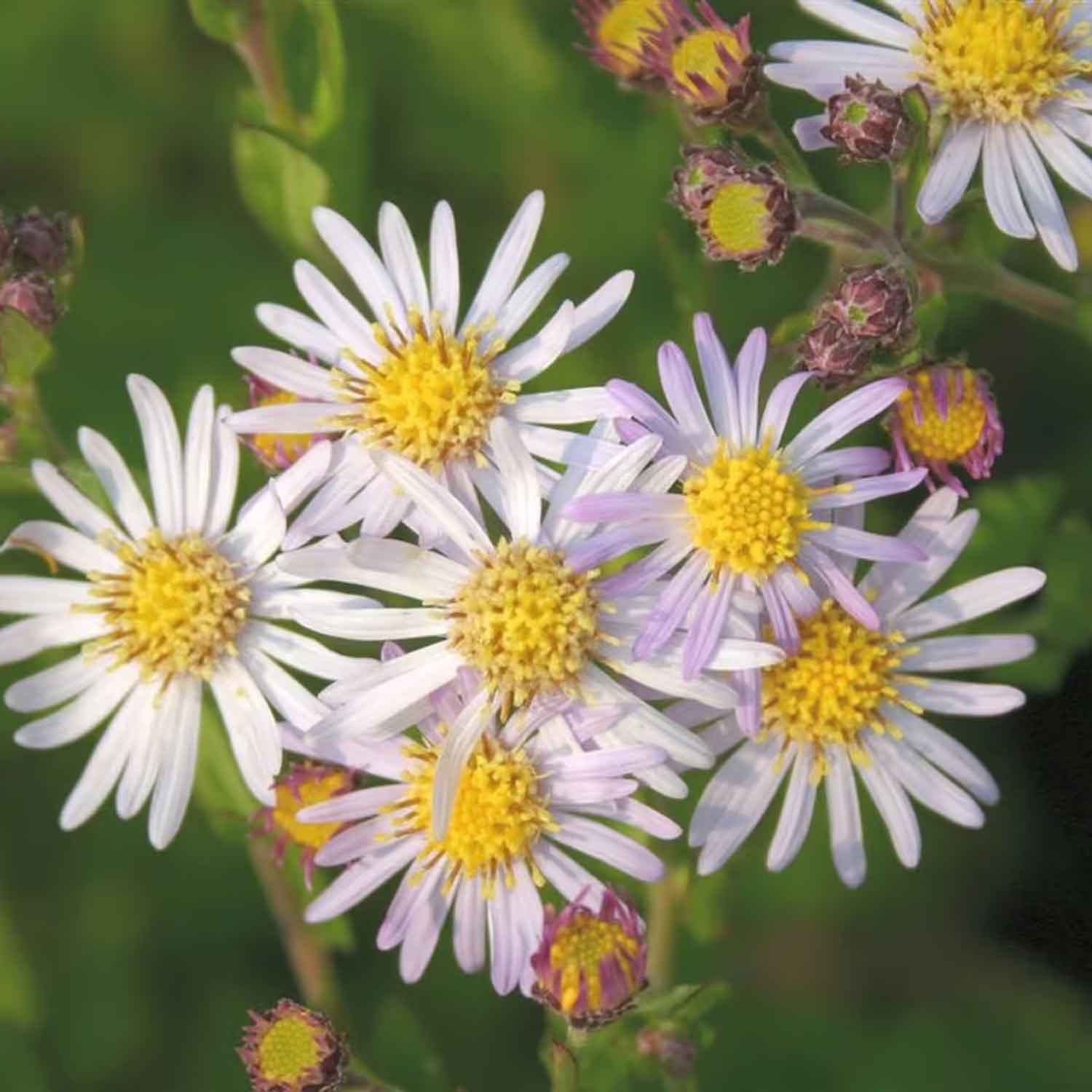 Aster ageratoides 'Asran' P9