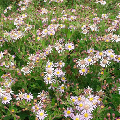 Aster ageratoides 'Asran' P9
