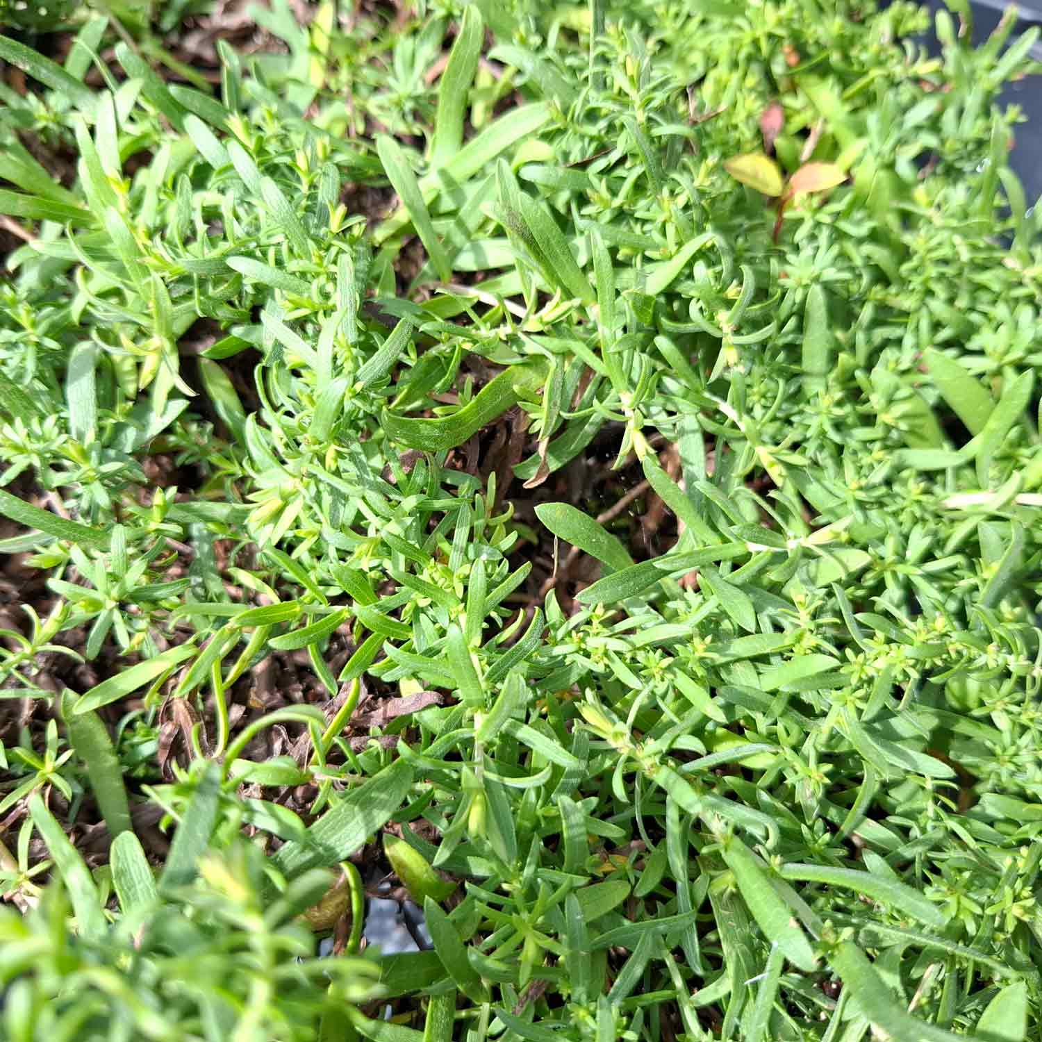 Aster ericoides 'Snowflurry' P9